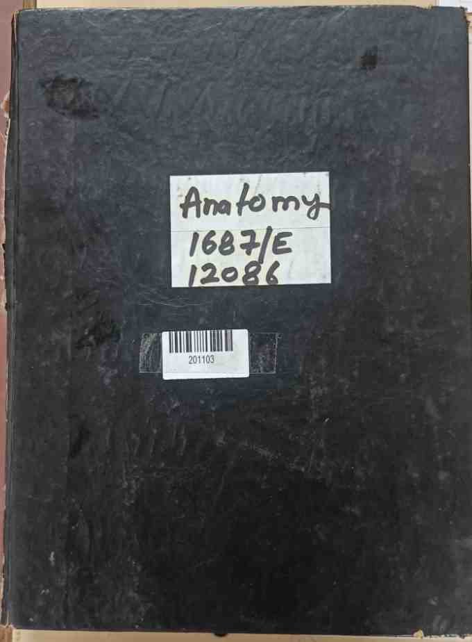 Anatomy
